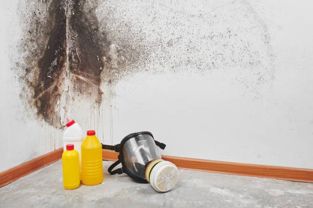 Best Emergency Mold Remediation in Glenmoor, OH