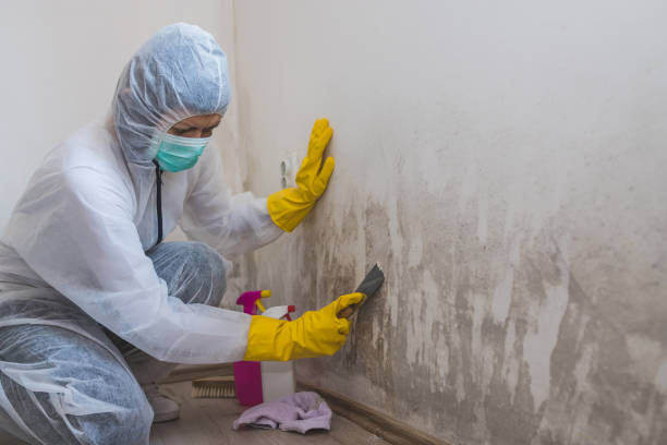 Best Basement Mold Remediation in Glenmoor, OH