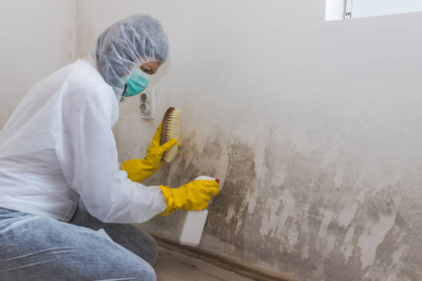 Best Post-Flood Mold Remediation in Glenmoor, OH