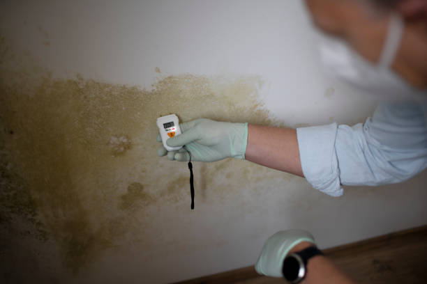 Best Insurance-Related Mold Remediation in Glenmoor, OH
