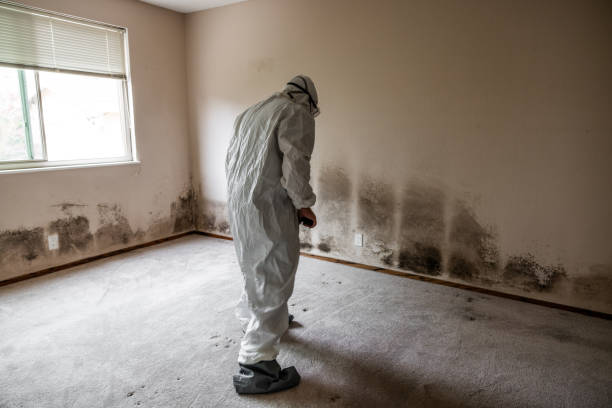 Best Kitchen Mold Remediation in Glenmoor, OH