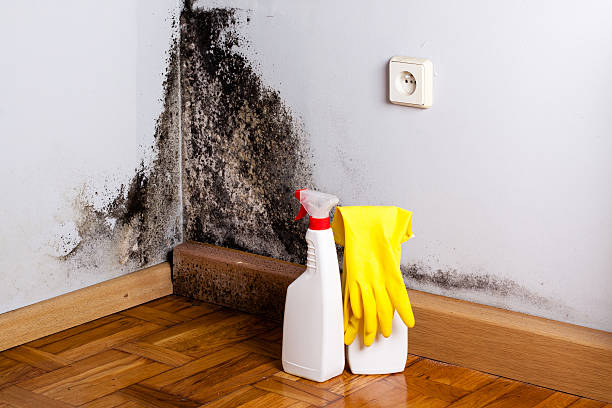 Best Industrial Mold Remediation in Glenmoor, OH