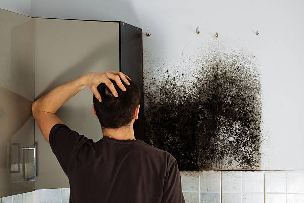 Professional Mold Remediation in Glenmoor, OH