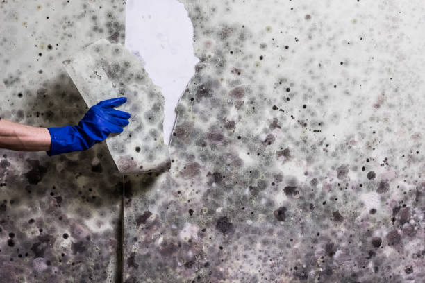 Best HVAC Mold Remediation in Glenmoor, OH