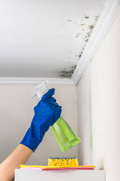 Best HVAC Mold Remediation in Glenmoor, OH